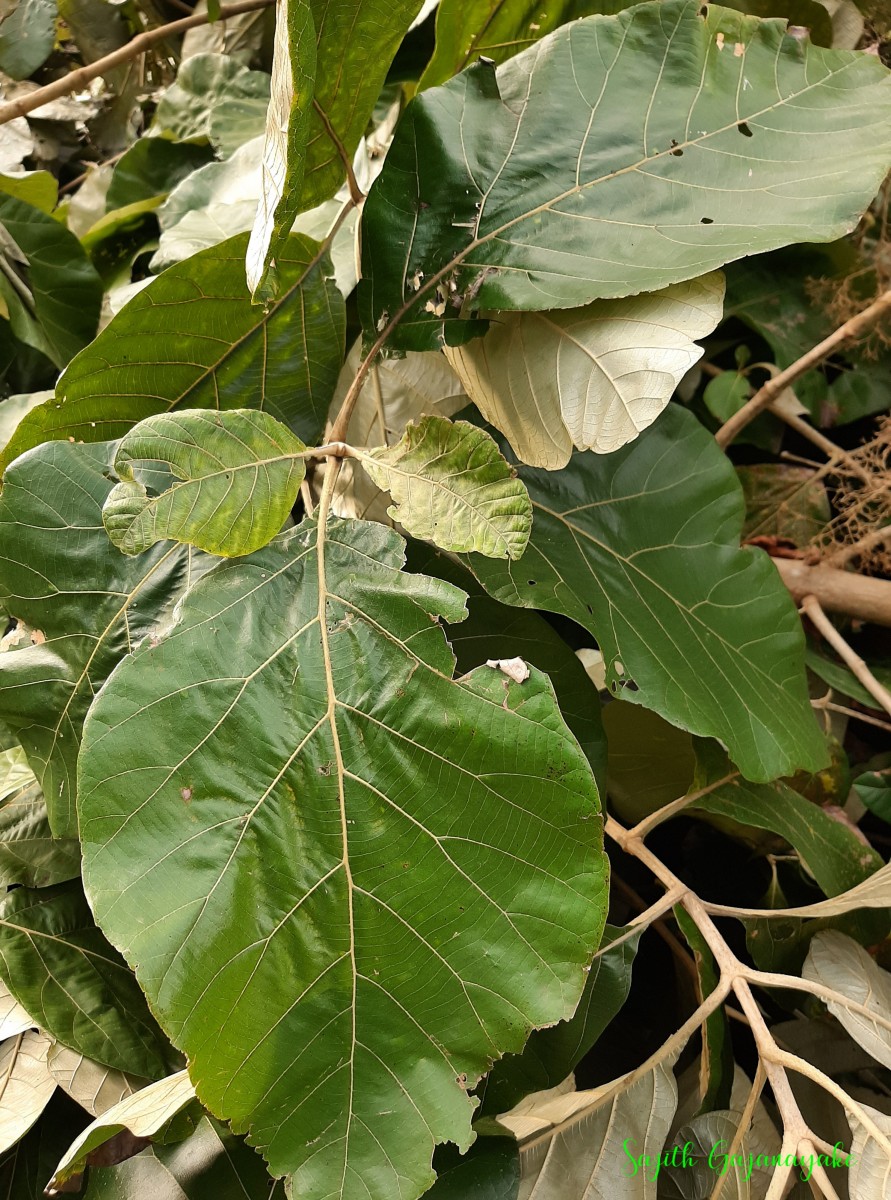 Tectona grandis L.f.